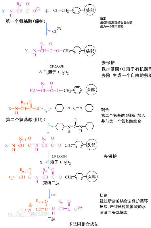 多肽固相合成.jpg