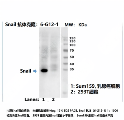 Snail抗体
