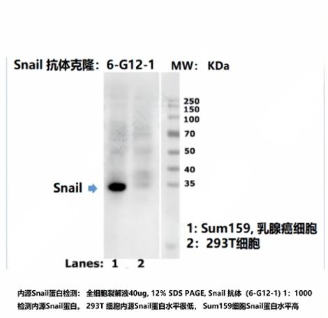 Snail抗体