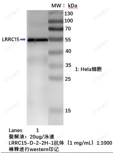 LRRC15抗体