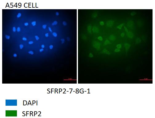SFRP2抗体