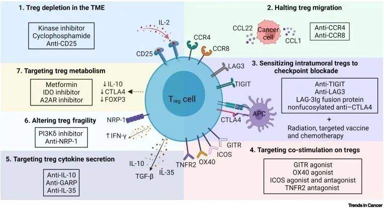  T细胞靶点人源化小鼠