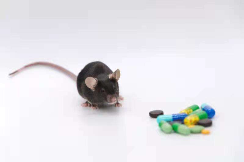 NK细胞免疫检查点小鼠模型