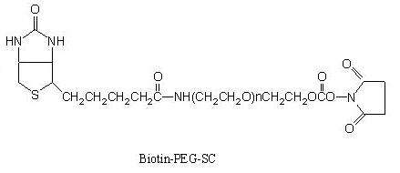 Biotin-PEG-SC,