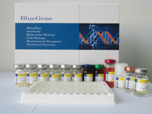 Mouse Adrenocorticotropic Hormone ELISA